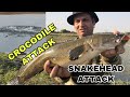 Crocodile Attack On Frog Lure!Snakehead Attack on frog lure! Crocodile & Snakehead! Green Snakehead