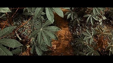 Kebun singkong 🔴Ubi Kayu  🔴Ketela Pohon 🔴Kebun sendiri 🔴Video Cinematik