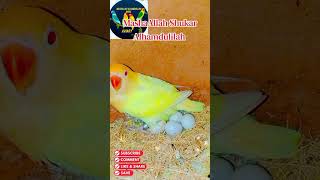 Albino Red Eyes Into Creamino ❤️ 100% Fertile Eggs | Alhamdulillah #mab_aviary_karachi #lovebirds