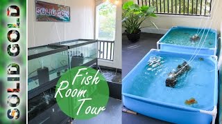 Solid Gold Fish Room Tour