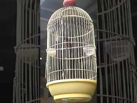 Konin metalik ngoceh