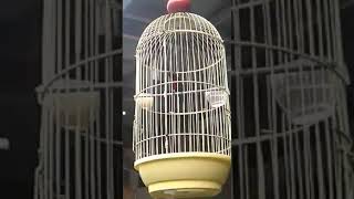 Konin metalik ngoceh