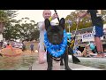 Every Man and His Dog Australia Day SUP Event 2017 Every Man and His Dog Australia Day SUP Event 2017