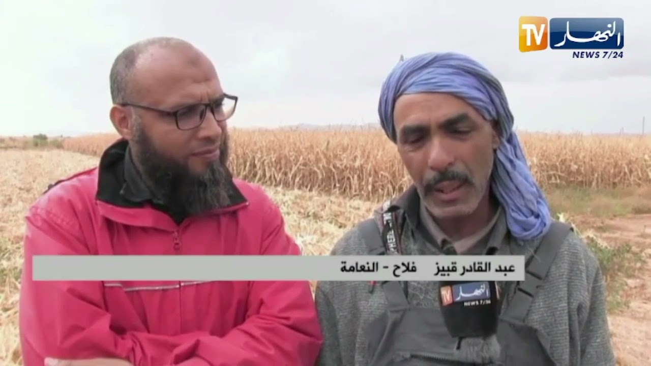 النعامة: إنطلاق عملية حصد 100 هكتار من الذرى الصفراء ببلدية عين بن خليل