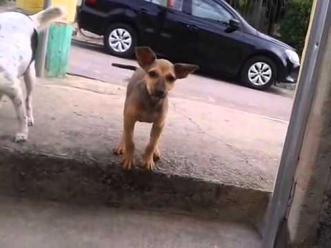 xxxXx Animals amorosos xxxXX - YouTube