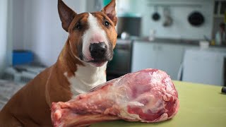 Big meat for my dog. Mini bull terrier eats.