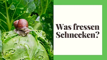 Was fressen Schnecken mit Haus im Garten?