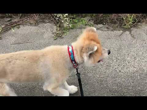 秋田犬　大吉くんの様子と施設周辺の状況