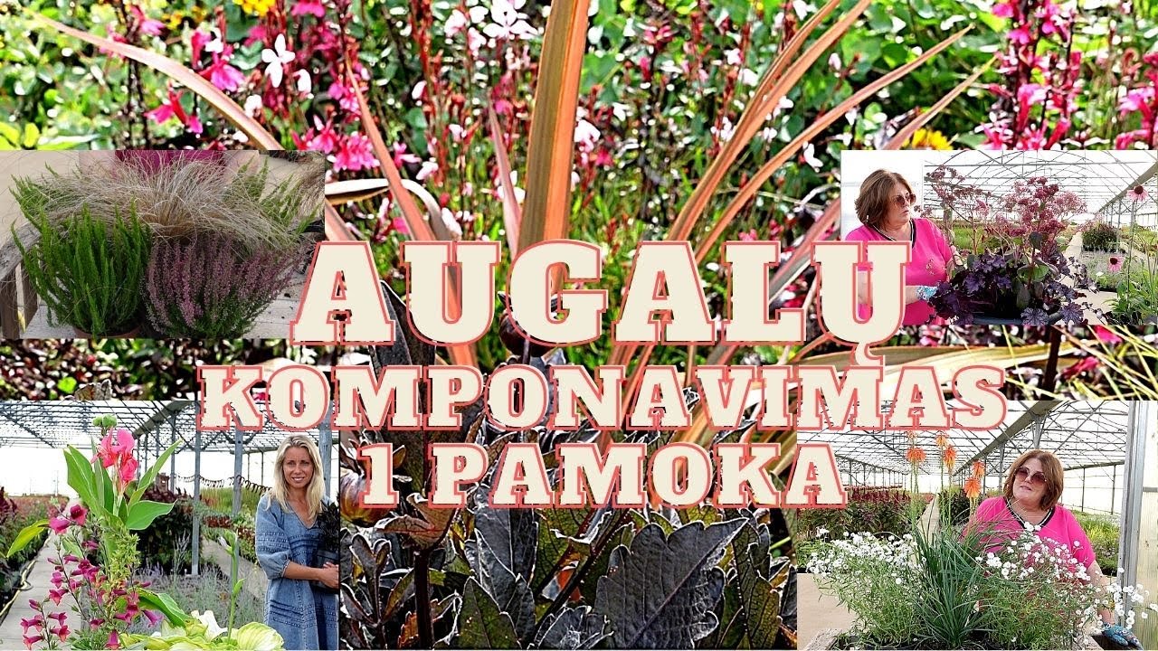 9 tobulos ir išskirtinės kompozicijos vazonams ir gėlynams/Rudens kolekcija/1 PAMOKA