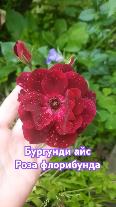 Бургунди айс, роза флорибунда. - YouTube