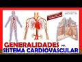 🥇 SISTEMA CIRCULATORIO en 18 Minutos!! (Aparato Cardiovascular). ¡Fácil y Sencillo!