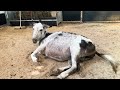 Our Donkey Gives Birth To One Of Our Cutest Foals Ever Well Done Flossie 