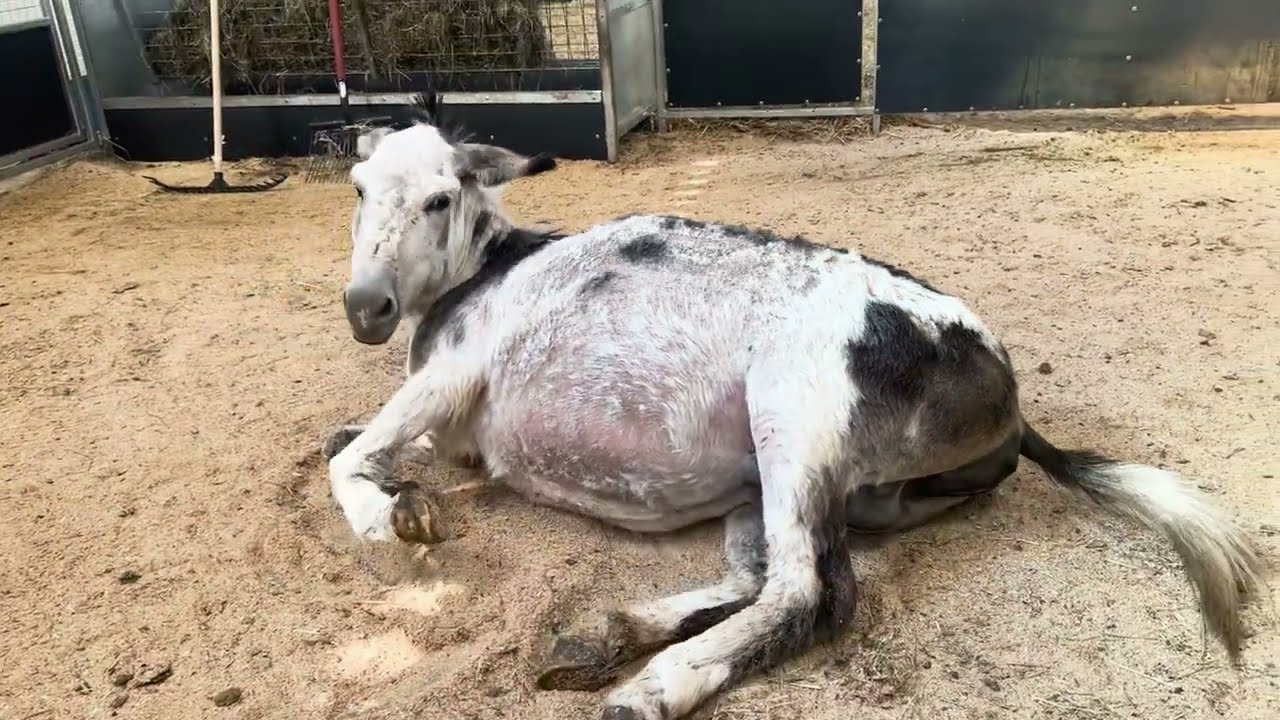 Our Donkey gives birth to one of our cutest foals ever!! Well done Flossie!!