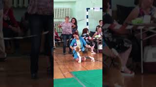 Выставка в г. Вологда, маленькая бигль Джесси победила взрослого Чемпиона! Взяв все титулы! Выставка в г. Вологда, маленькая бигль Джесси победила взрослого Чемпиона! Взяв все титулы!