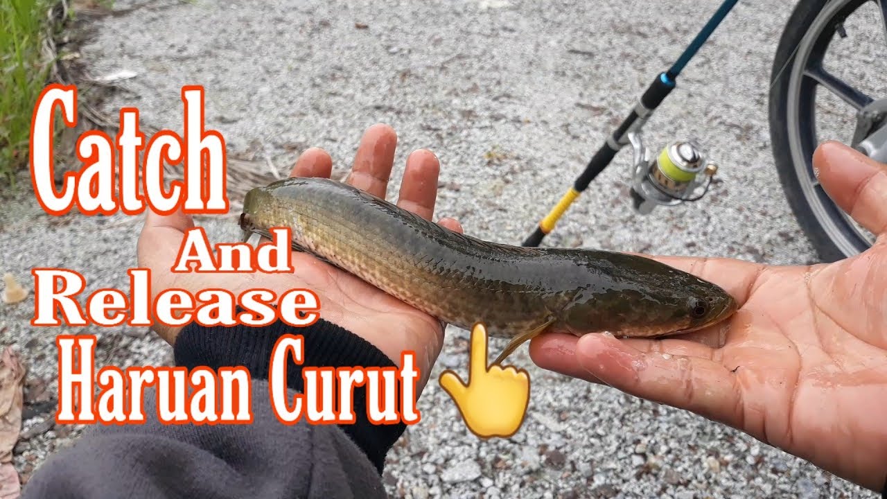 Haruan Runtu Catch & Release Haruan Curut - YouTube