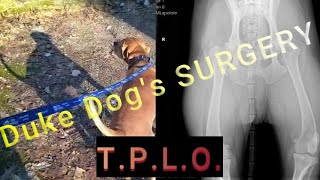 Duke Dog's SURGERY RECOVERY TPLO