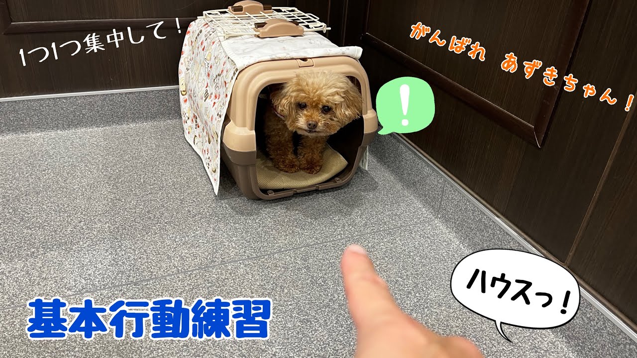 あずきちゃん 集中！基本行動練習 - YouTube