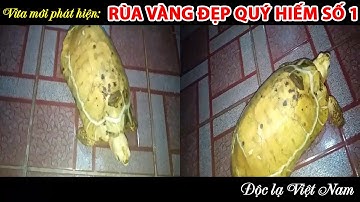Ngắm Rùa Vàng quý hiếm số 1, cực đẹp vừa mới phát hiện ở Việt Nam