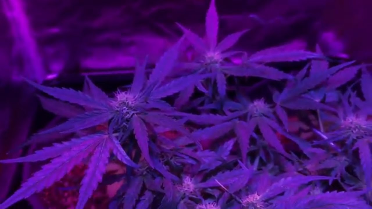 Fastbuds - GSC Auto (From Seed to Harvest) #5