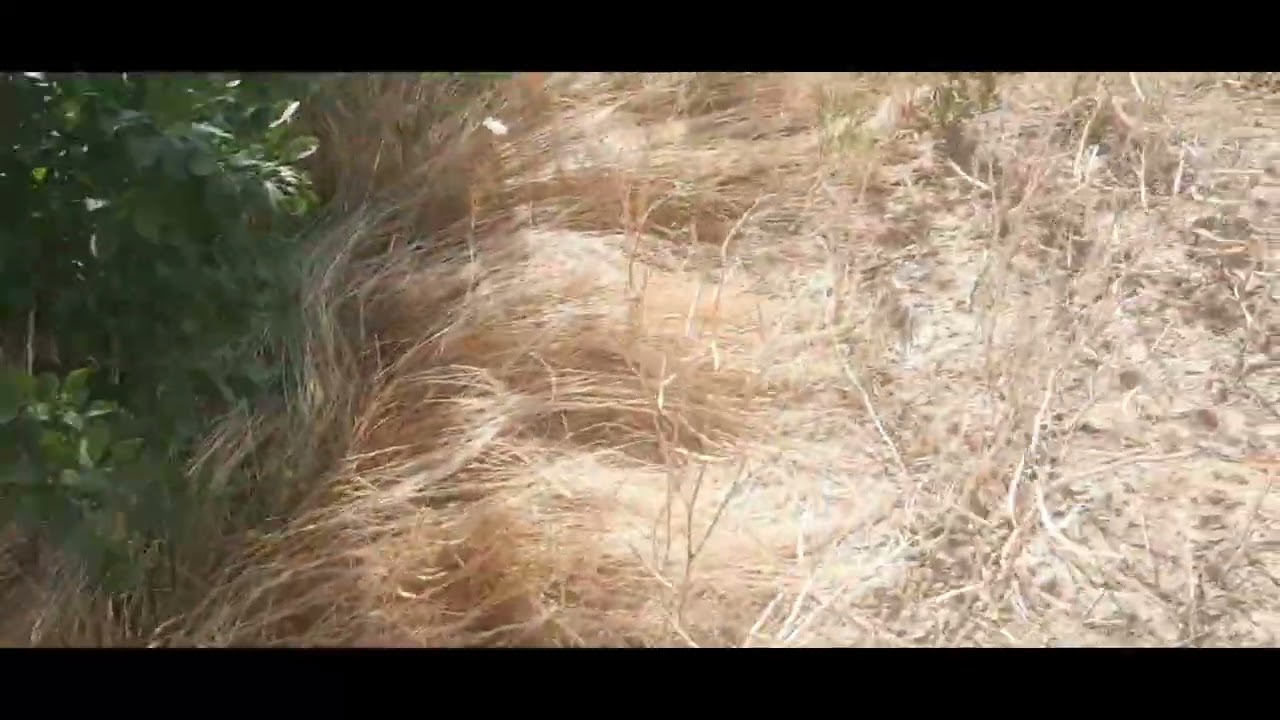 Așa  arată  locurile  unde  stau  sacali   și  trecătoarea  lor 