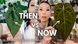 THEN vs NOW: baby anthuriums from bunny !