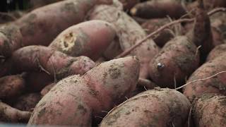Harvesting Hope - At the Crossroads of Hunger and Health
