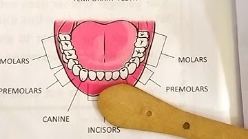 Class-4 Science Chapter-6 Teeth and Microbes (part-2)