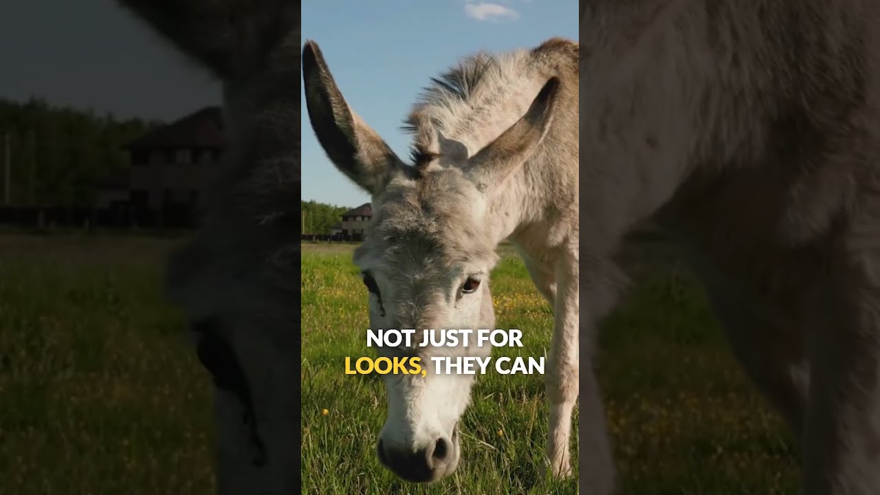 You Ve Been Underestimating Donkeys Here S Why They Re Surprisingly Awesome Donkey Animalfacts
