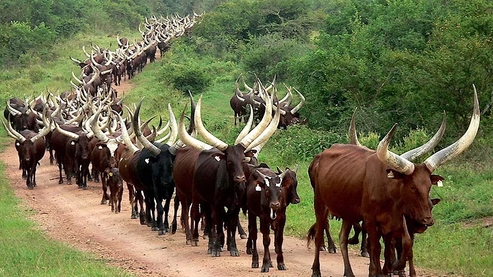 Millions Of Longhorn Cattle In America And Africa Are Raised This Way - Cattle Farming - DayDayNews