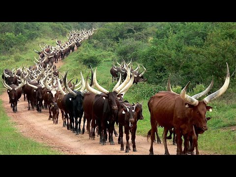 Millions Of Longhorn Cattle In America And Africa Are Raised This Way - Cattle Farming