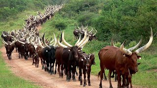 Millions Of Longhorn Cattle In America And Africa Are Raised This Way  Cattle Farming