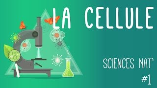 Tout savoir sur la cellule en 6 minutes !