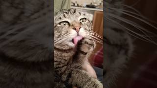 Пожалели котика...А вырос такой Красавец #shorts #cat