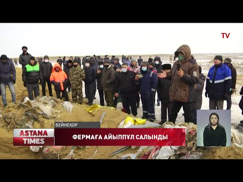 Бейне: Шошқа шаруашылығында тұқым дегеніміз не?