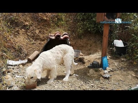 Video: Madre y cachorros transportados de Kill Shelter y adoptados ¡Gracias a los clientes de iHeartDogs!