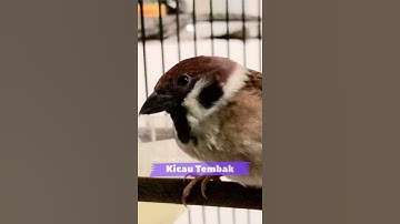 Suara Pancingan Burung Gereja Memanggil Teman, Bohong Kalau Tidak Nyaut | Kicau Tembak