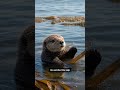 Rescued Sea Otter Learns Monterey Bay Surf in a Kids Story Reel