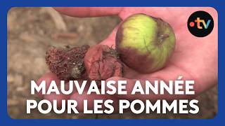 Mauvaise année pour la récolte des pommes