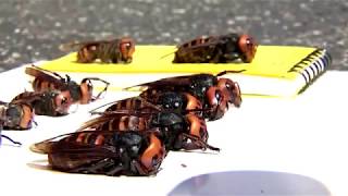 On the hunt for Asian 'murder hornets' in Washington
