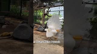 Young Albino Peacock #youn #albino #peacock #peacockdance #dance #end #beautifulbirds #lovelypeacock