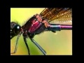Dragonfly Behaviour: Demoiselle sperm removal and egg fertilization