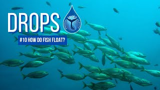 How do fish float | DROPS #10