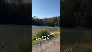 Morning Walk at Vassar College Pond | Peaceful Sunshine Stroll