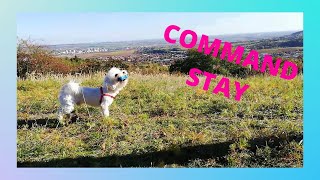 Maltese dog commands 'stay' and 'fetch'. by Halus The Maltese 82 views 2 years ago 4 minutes, 25 seconds