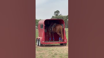 Academy Horse Training: Trailer Loading With Bob