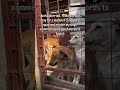 I'm feeling overwhelmed... Please help my dogs 🐾