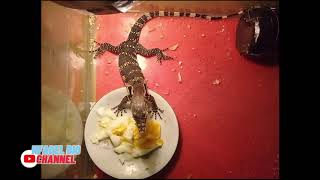 Pakan bergizi untuk Varanus Salvator - Biawak