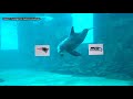 Which team did Nicholas the Dolphin pick to win the 2026 Super Bowl?