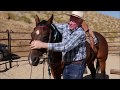 Teach Your Horse to Be Good to Bridle