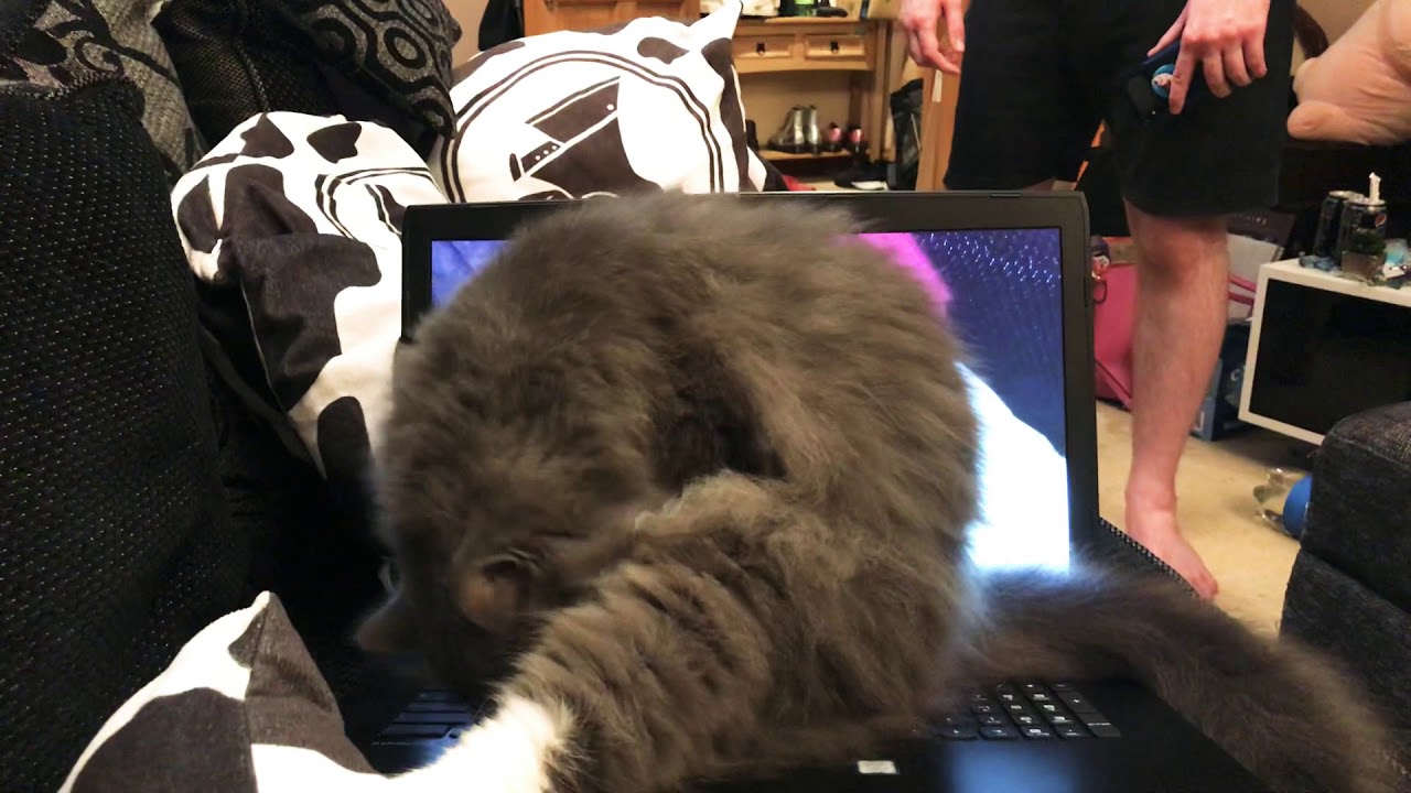 Cat watches my newest video, have you? YouTube